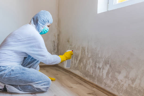 Licensed Commercial Mold Remediation service in Wakefield, MI - WQB Mold Removal